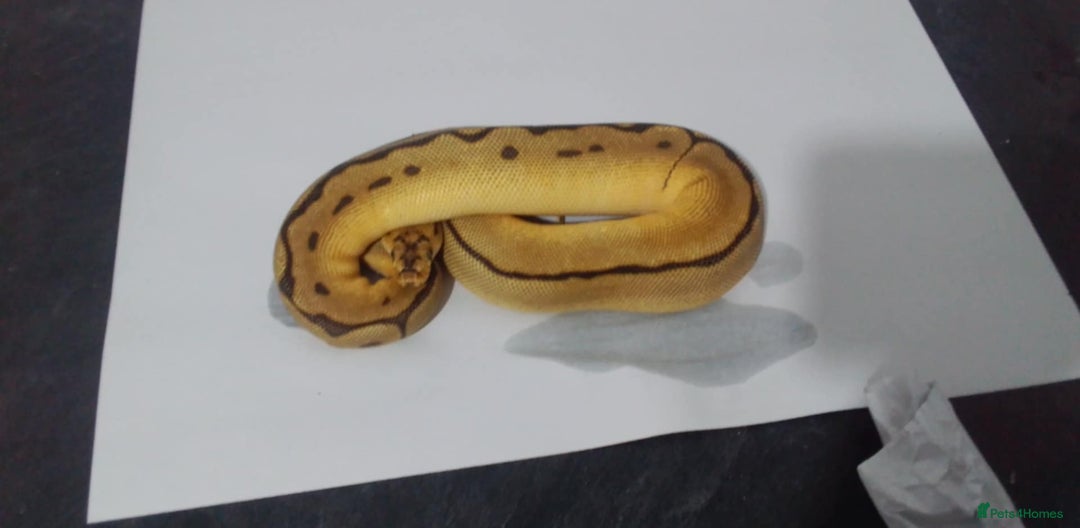 Python Snake reptiles for sale: Ball pythons for sale  - Advert 16