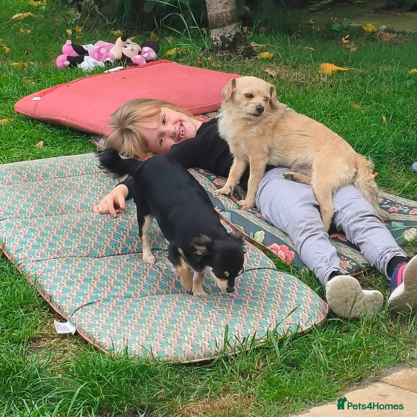 Chipoo dogs Hiking Companion Chipoo DNA tested 5 ⭐ - Advert 2