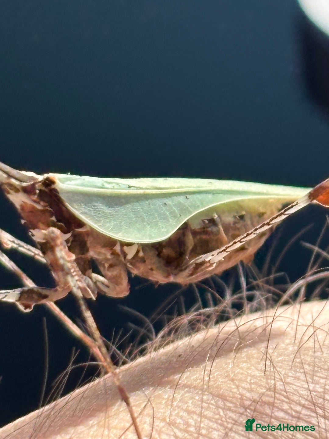 Praying Mantis invertebrates for sale: Adult female Cryptic mantis  - Image 3