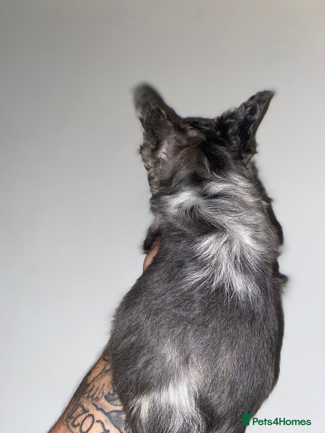 French Bulldog dogs for sale: Quality frenchies  - Advert 3