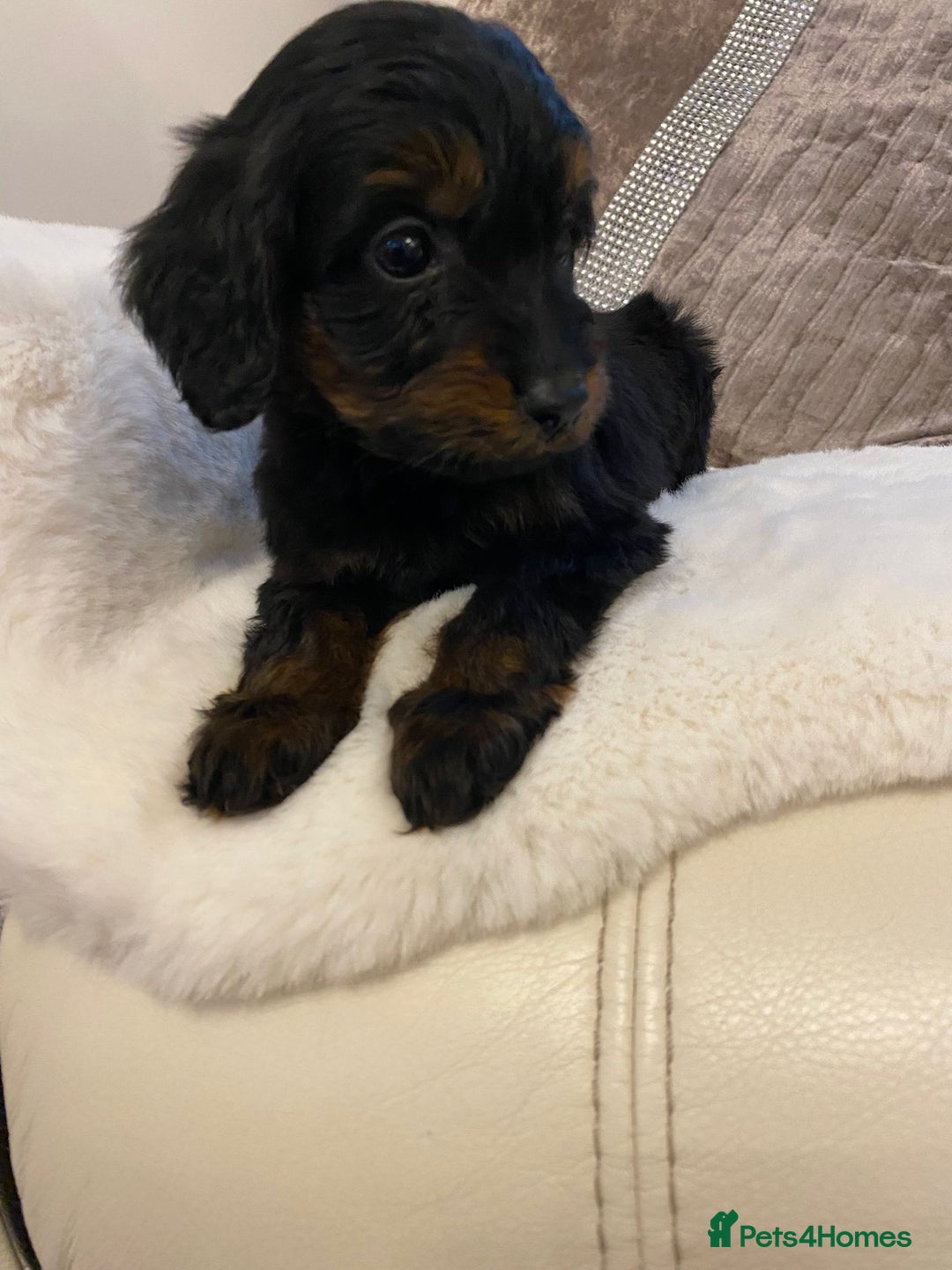 Cockapoo dogs for sale: Cockerpoo pups - Image 9