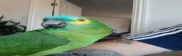 Parrots birds for sale: Blue Fronted Amazon  - Advert 6