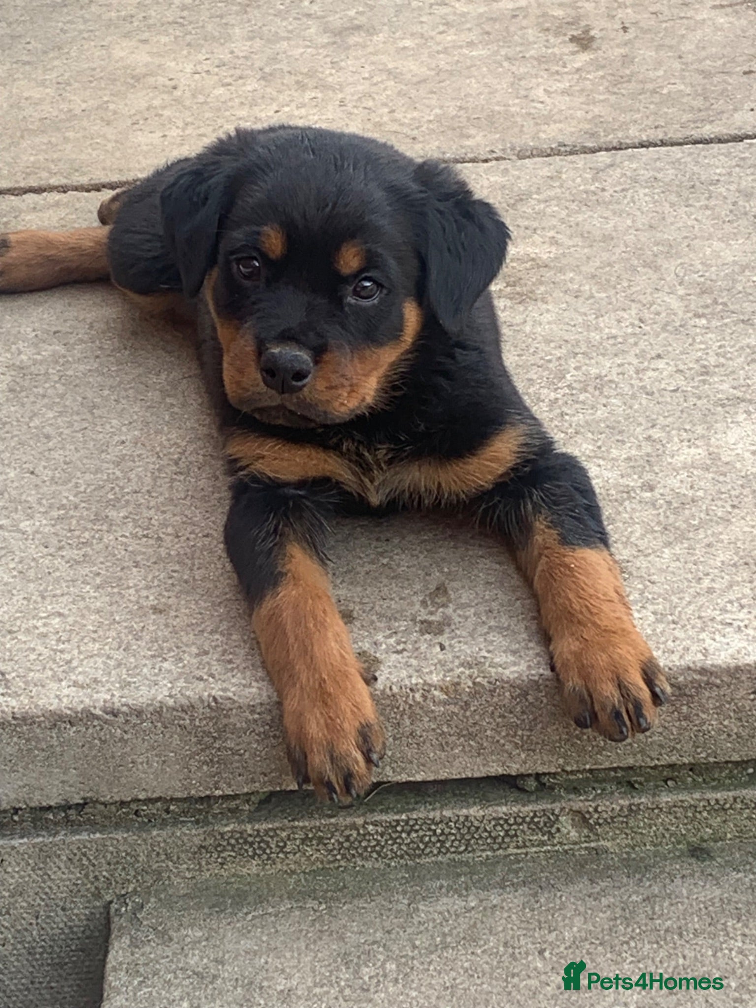 Rottweiler dogs AMAZING PEDIGREE REGISTERED ROTTWEILER PUPPIES - Advert 6