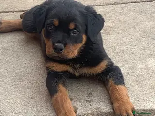Rottweiler dogs AMAZING PEDIGREE REGISTERED ROTTWEILER PUPPIES - Advert 3