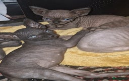 Sphynx cats for sale: Beautiful Canadian Sphynx kittens purebreed  - Image 33