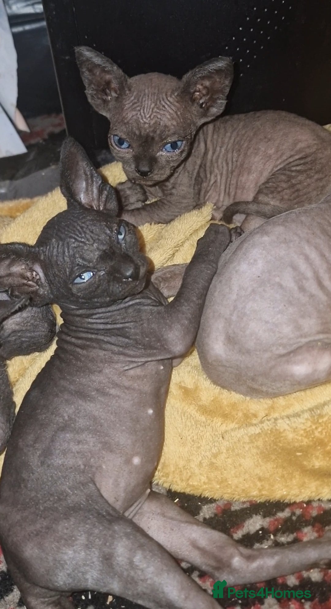 Sphynx cats for sale: Beautiful Canadian Sphynx kittens purebreed  - Image 33