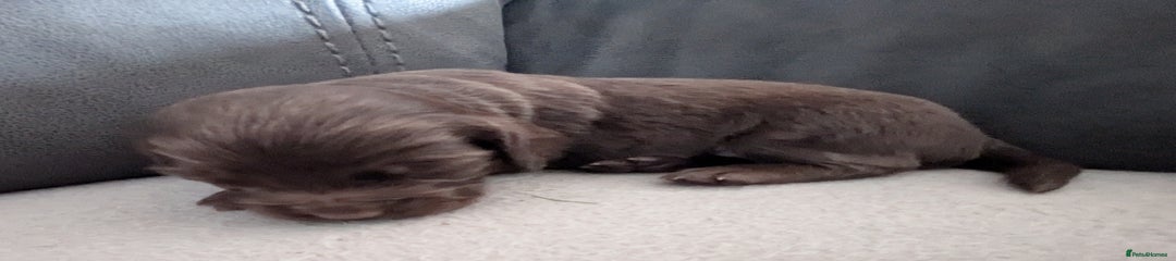 Cocker Spaniel Puppy 6