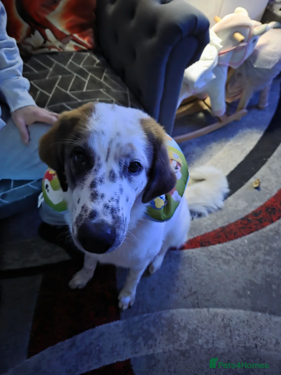 German Shepherd dogs for sale: Greek sherpard in Portsmouth - Advert 6