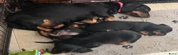 Miniature Dachshund dogs for sale: RKC registered miniature smooth Dachshunds - Advert 1