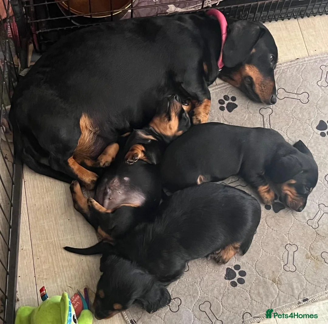 Miniature Dachshund dogs for sale: RKC registered miniature smooth Dachshunds - Advert 1