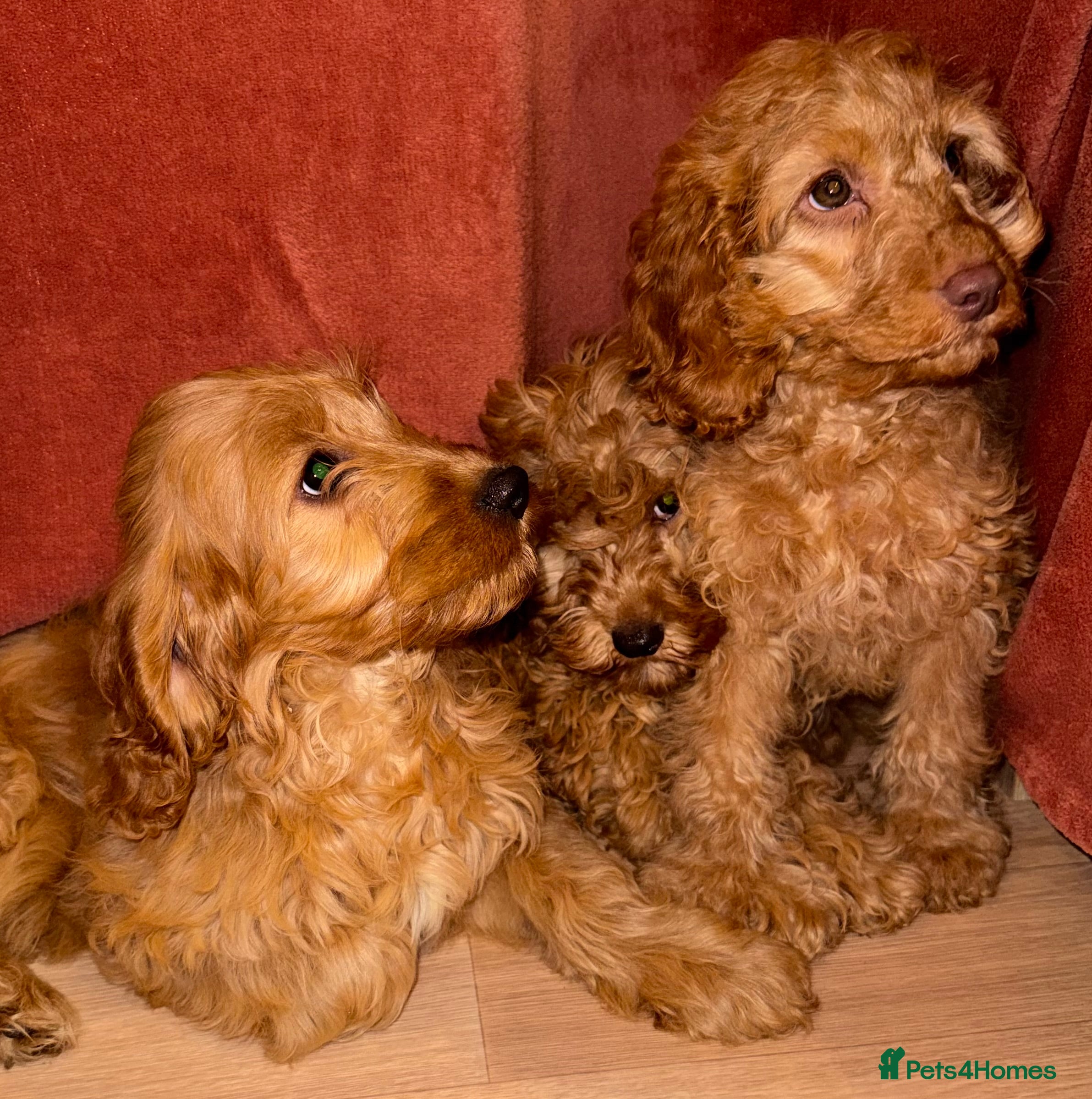 Cavapoo dogs Cavapoo Puppies - Advert 5