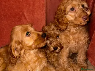 Cavapoo dogs Cavapoo Puppies - Advert 5
