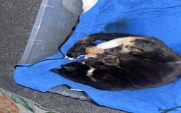 Mixed Breed cats for sale: 2 black & silver (tortoise shell) LEFT  - Image 1