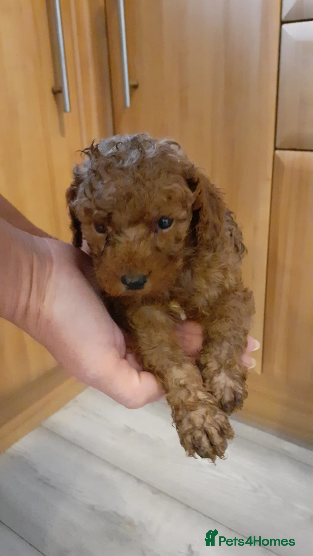 Cavapoo dogs for sale: Cavapoo pups for sale - Advert 10