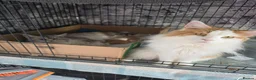 Maine Coon cats for sale: PEDIGREE MAINE COON KITTENS  - Advert 21