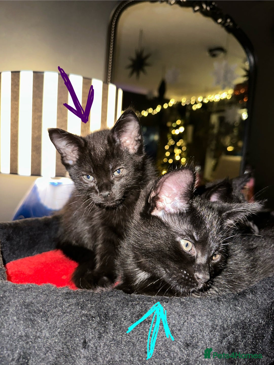 Maine Coon cats for sale: Maine Coon Kittens  - Advert 5