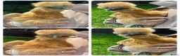 Chickens poultry for sale: Female bantams- Silkies, Polish, Pekins and Booted - Advert 3