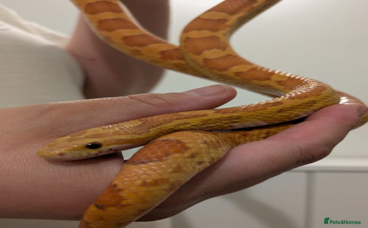 Corn Snake reptiles - Advert 1