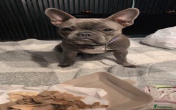 French Bulldog dogs for sale: Chunky Frenchie puppies - Advert 4