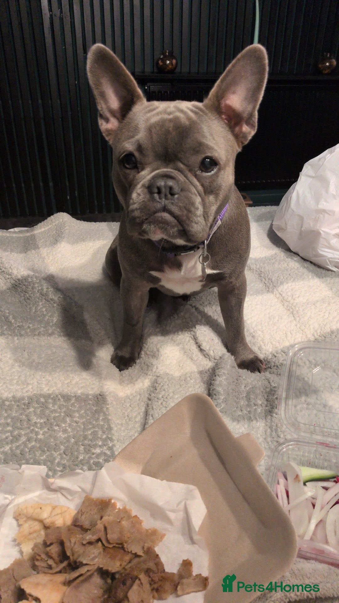 French Bulldog dogs for sale: Chunky Frenchie puppies - Advert 4
