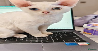 Devon Rex cats Ready to go home Devon Rex kittens in London.  - Advert 15