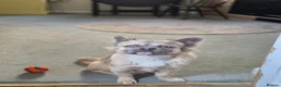 French Bulldog dogs for sale: Fluffy french bulldog - Advert 4
