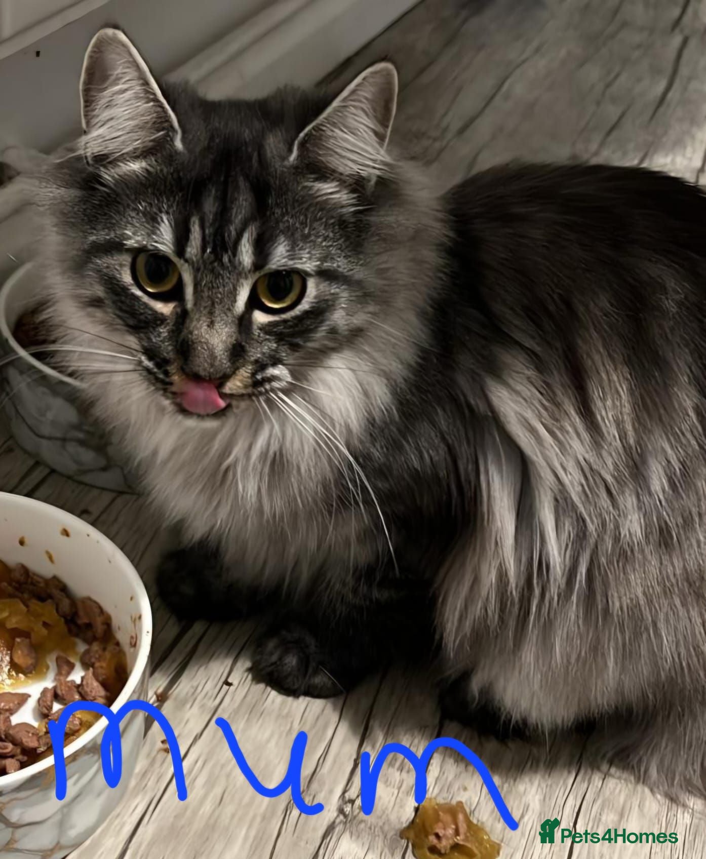 Maine Coon cats Maine coon kittens - Advert 1