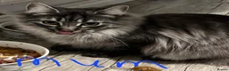 Maine Coon cats for sale: Maine coon kittens - Advert 8