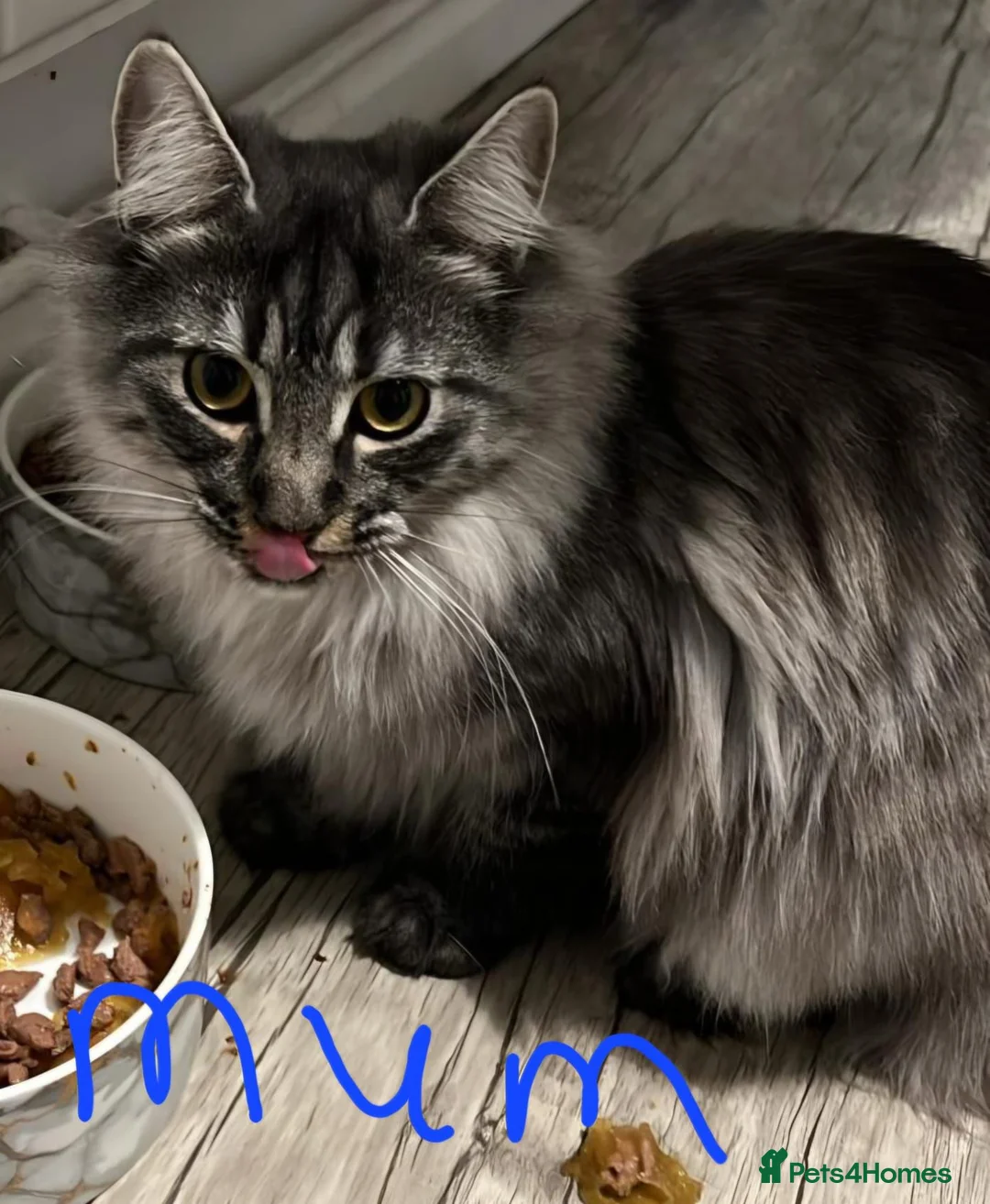 Maine Coon cats for sale: Maine coon kittens - Advert 8