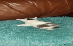 Manx cats for sale: Manx kitten  - Image 5