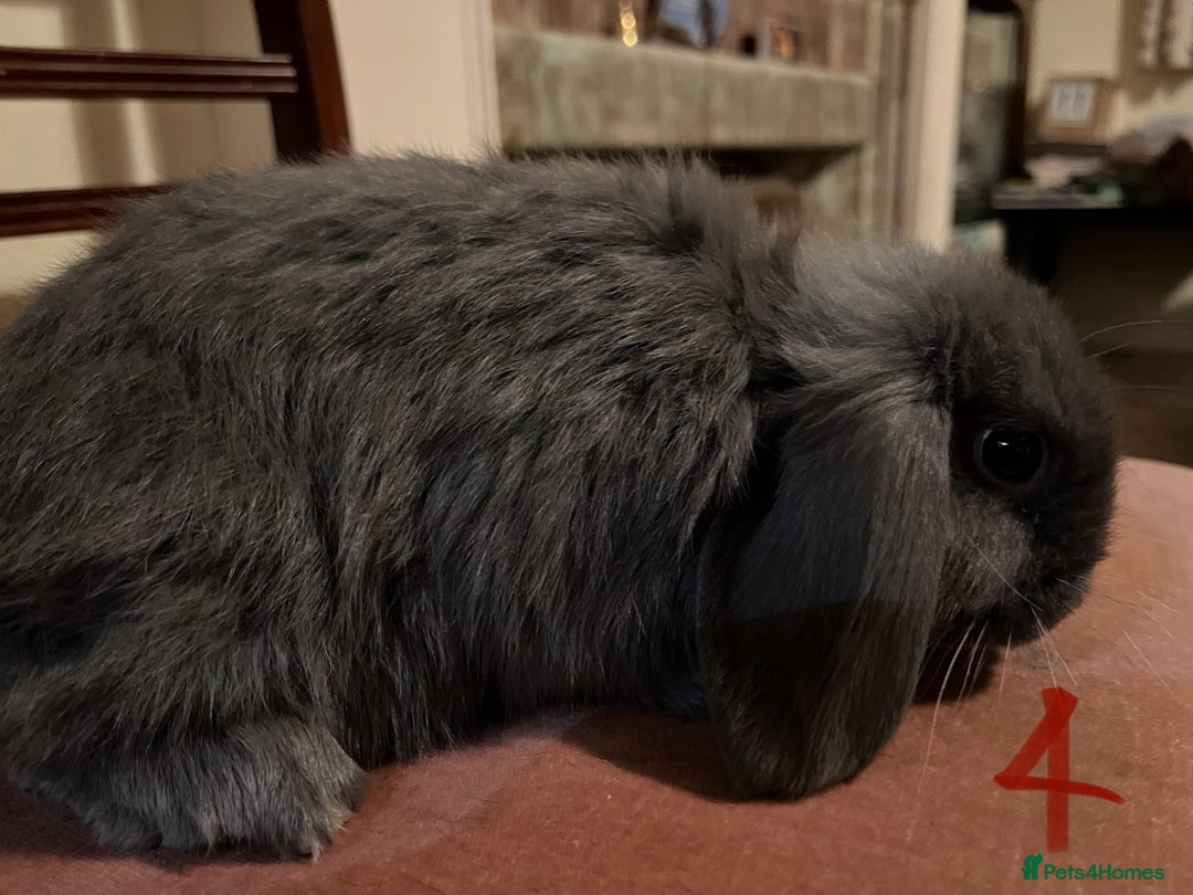 Mini Lop rabbits for sale: Fabulous Super Friendly Mini Lops - Advert 15