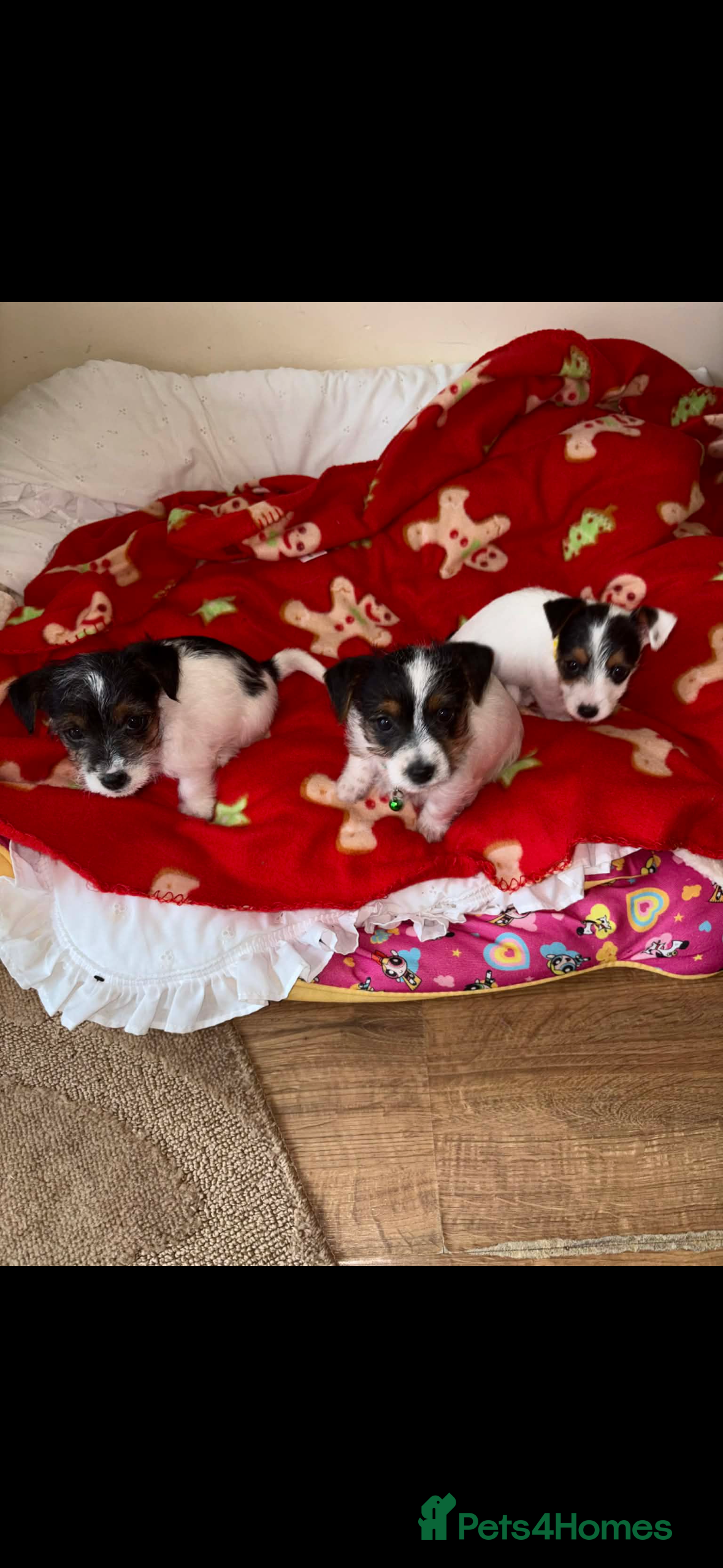 Jack Russell dogs Jack Russell Male Pups in Bedworth - Advert 1