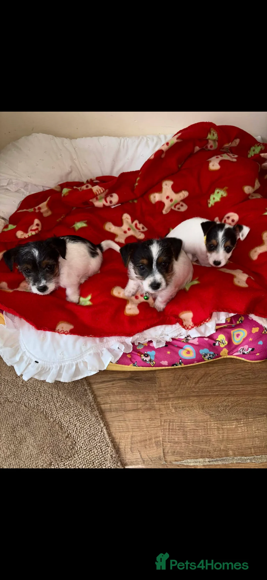 Jack Russell dogs for sale: Jack Russell Male Pups in Bedworth - Advert 1