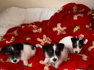 Jack Russell dogs Jack Russell Male Pups in Bedworth - Advert 1