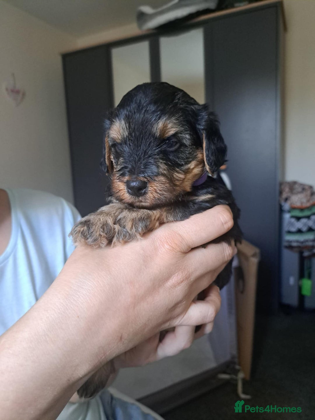 Mixed Breed dogs for sale: 5 yorkiepoos - Image 1