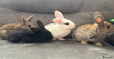 Mini Lion Lop rabbits - Advert 11