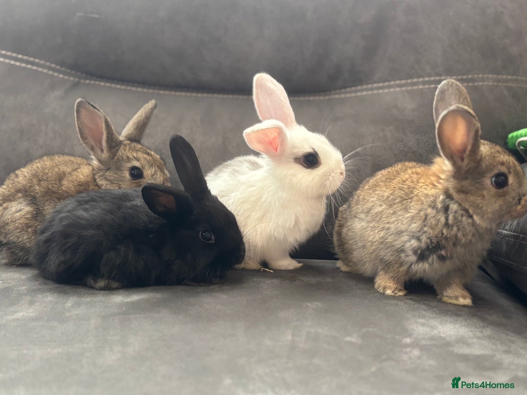 Mini Lion Lop rabbits for sale: Lion lop baby bunnies  - Image 2