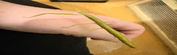 Stick Insects invertebrates for sale: Indian Stick insects for sale! - Advert 7