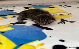 British Shorthair cats for sale: Kitten ready to leave 14th October  - Image 2