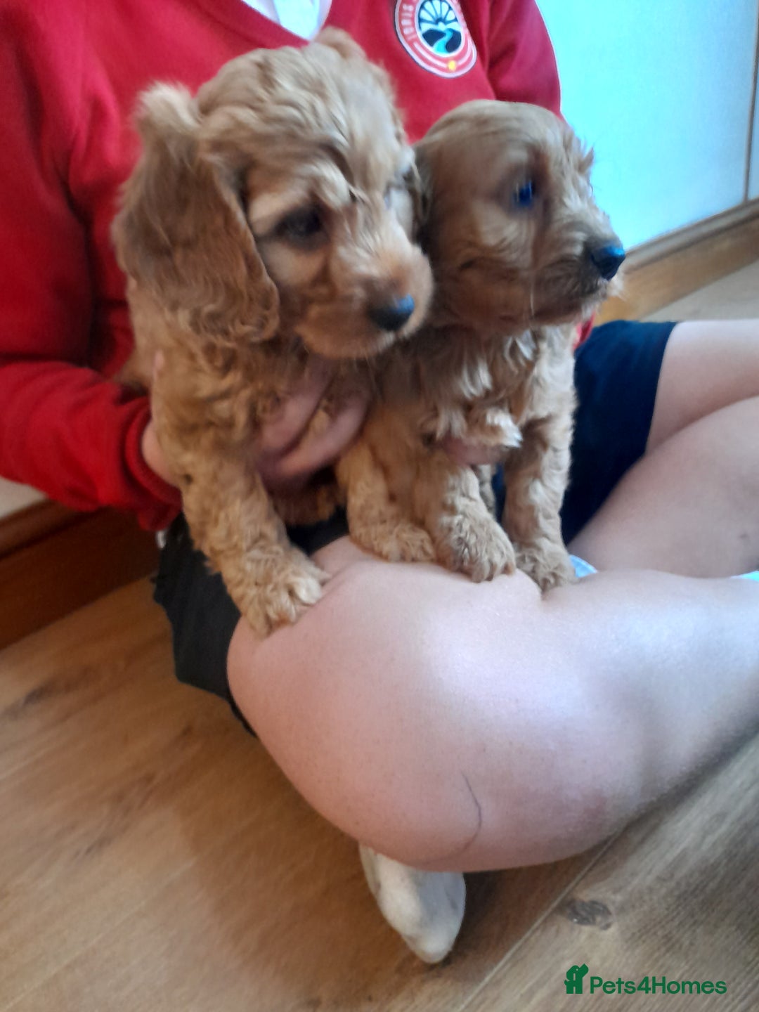 Cockapoo dogs for sale: Beautiful F1 red/golden cockapoo puppies - Image 19