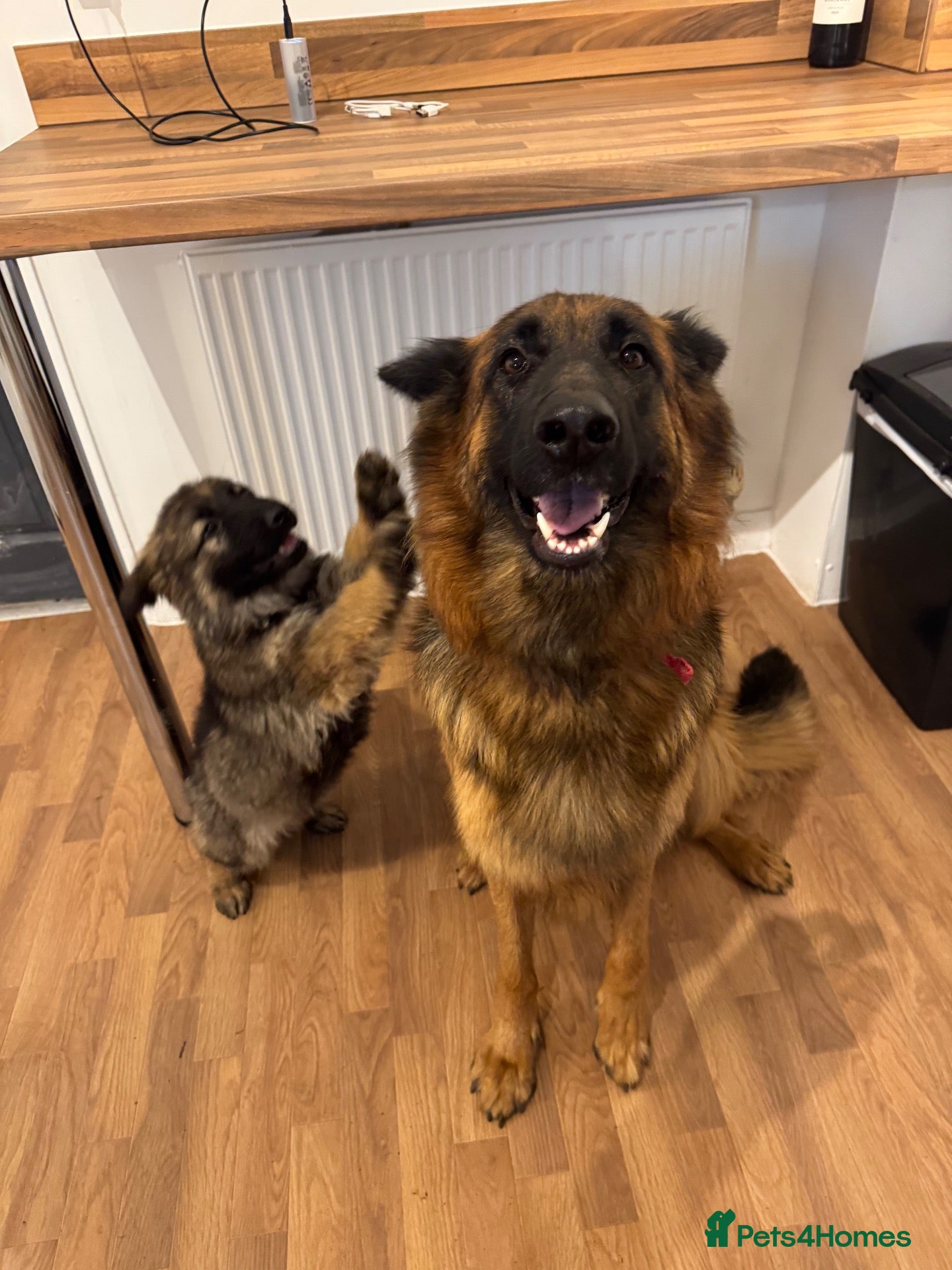 German Shepherd dogs Female long hair Germany shepherd pup - Advert 16