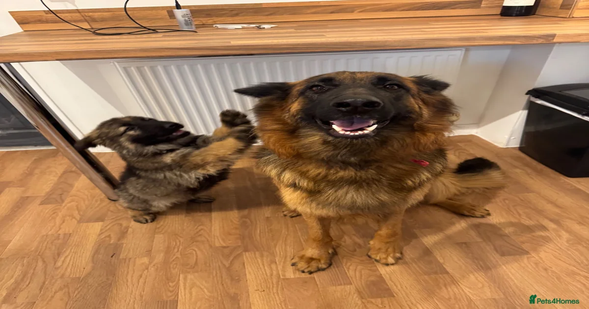 Sable shepherd German Shepherd Puppies for sale | Pets4Homes