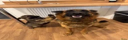 German Shepherd dogs for sale: Female long hair Germany shepherd pup - Advert 1