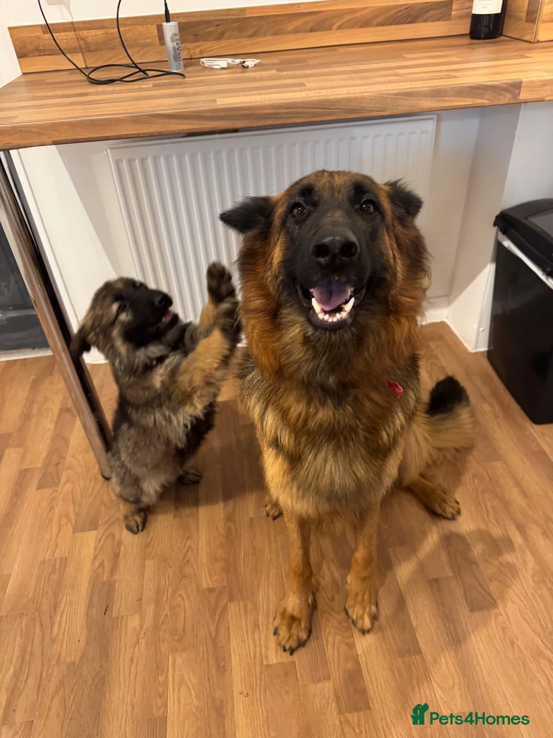 German Shepherd dogs for sale: Female long hair Germany shepherd pup - Advert 1