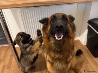 German Shepherd dogs Female long hair Germany shepherd pup - Advert 16