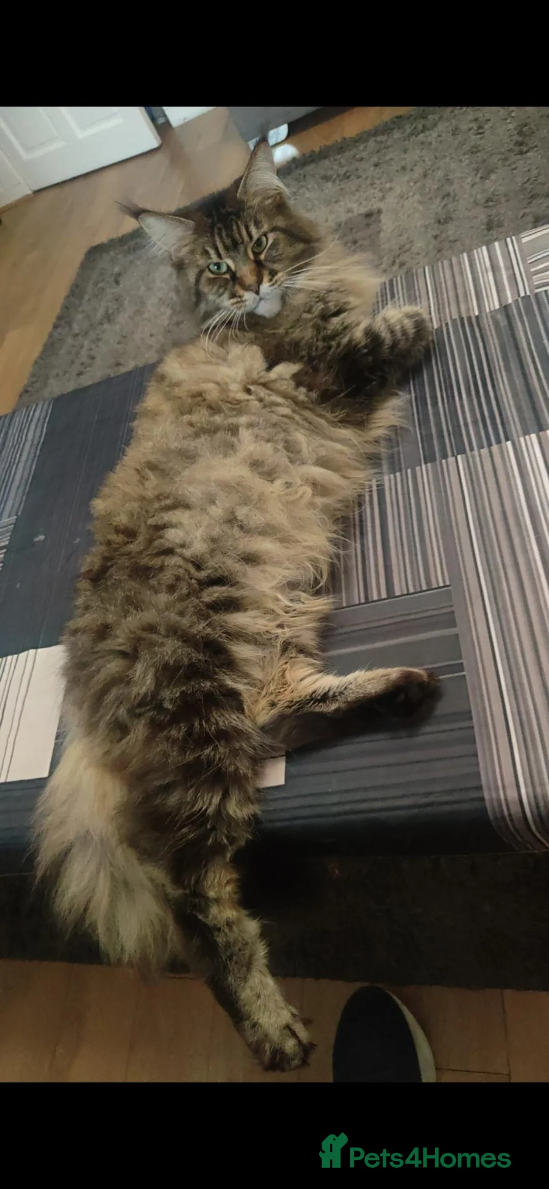 Maine Coon cats for sale: GCCF active mainecoon queen - Advert 6