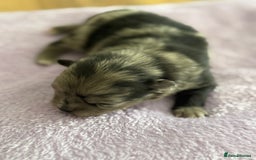 Pomeranian dogs for sale: BEAUTIFUL POMERANIAN PUPPIES  - Image 15