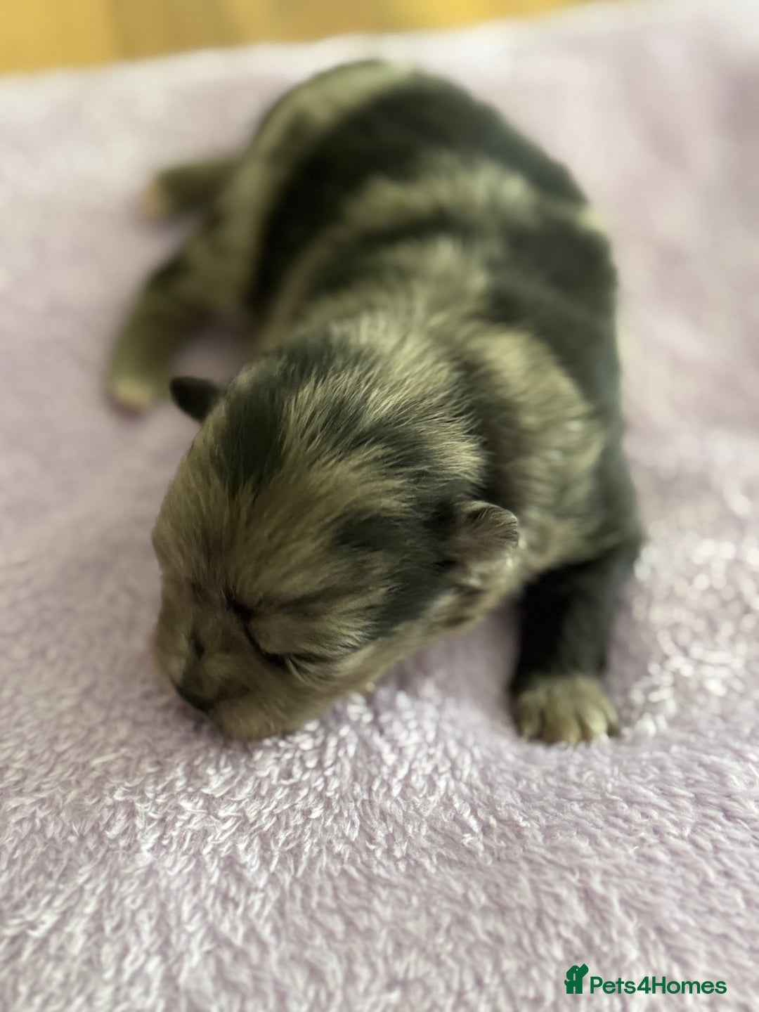Pomeranian dogs for sale: BEAUTIFUL POMERANIAN PUPPIES  - Image 15