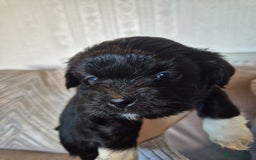 Lhasa Apso dogs for sale: Lhaso Apso Puppies  - Image 27