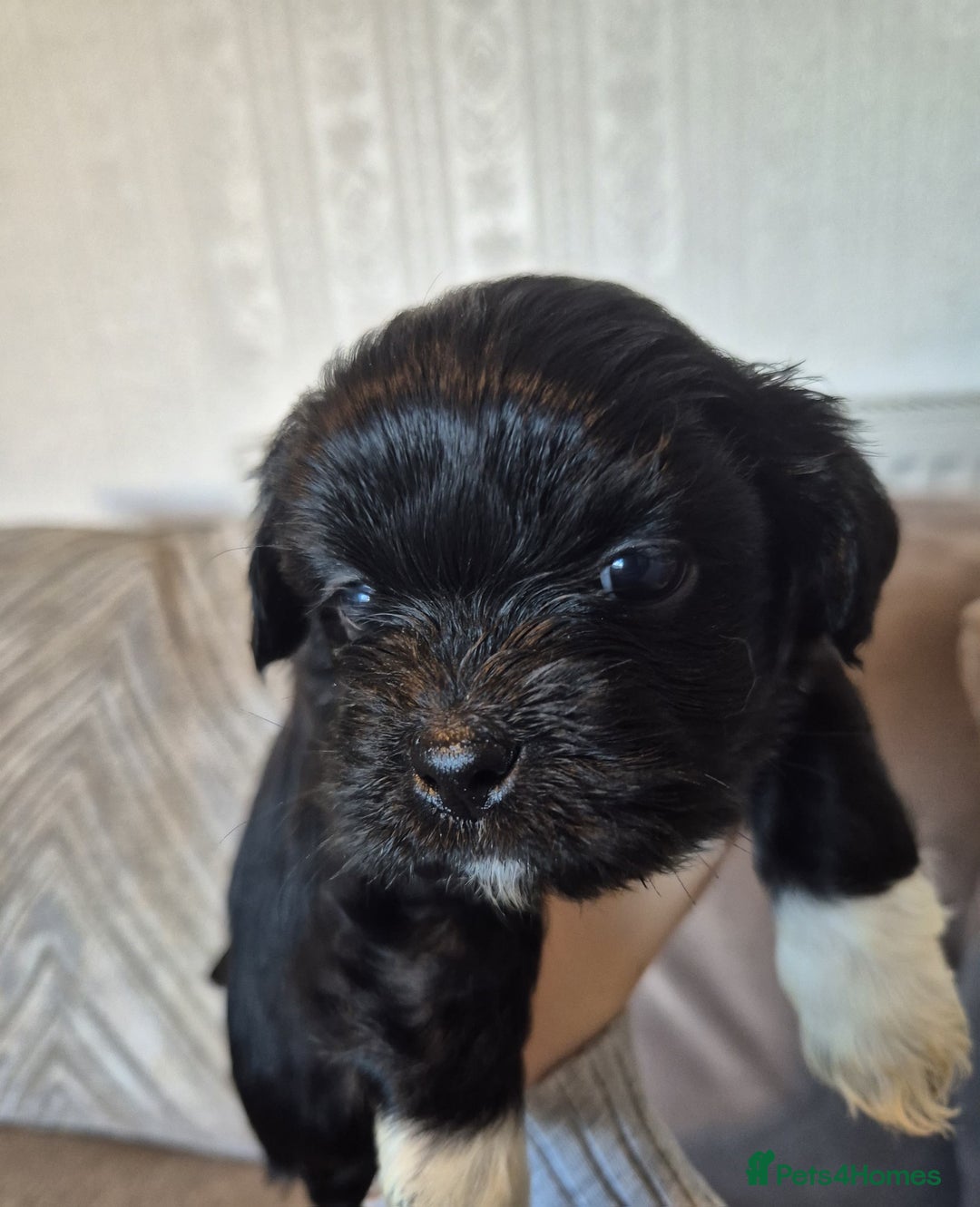 Lhasa Apso dogs for sale: Lhaso Apso Puppies  - Image 27